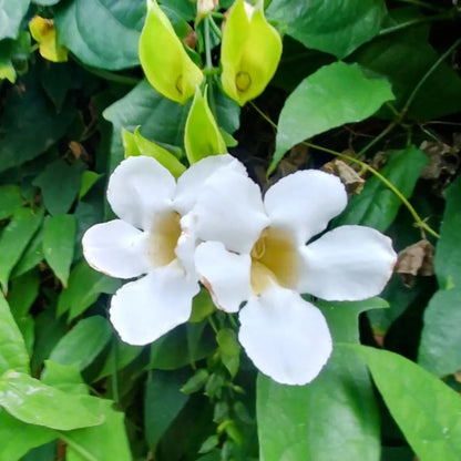 Buy Thunbergia "whitelady" Plant Online at Lalitenterprise