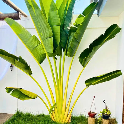banana leaf palm plant Travellar Palm (Ravenala Madagascariensis)