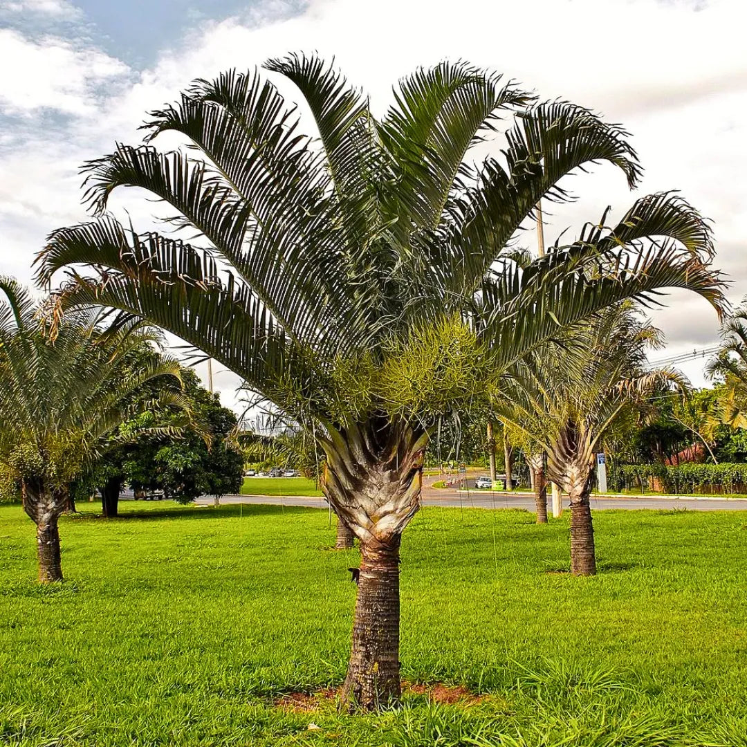 Buy Triangle Palm (Dypsis Decaryi) - Plant Online at LAlitenterprise
