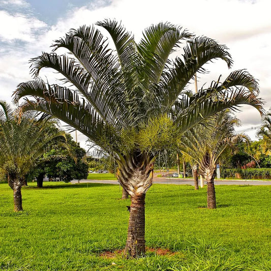 Buy Triangle Palm (Dypsis Decaryi) - Plant Online at LAlitenterprise