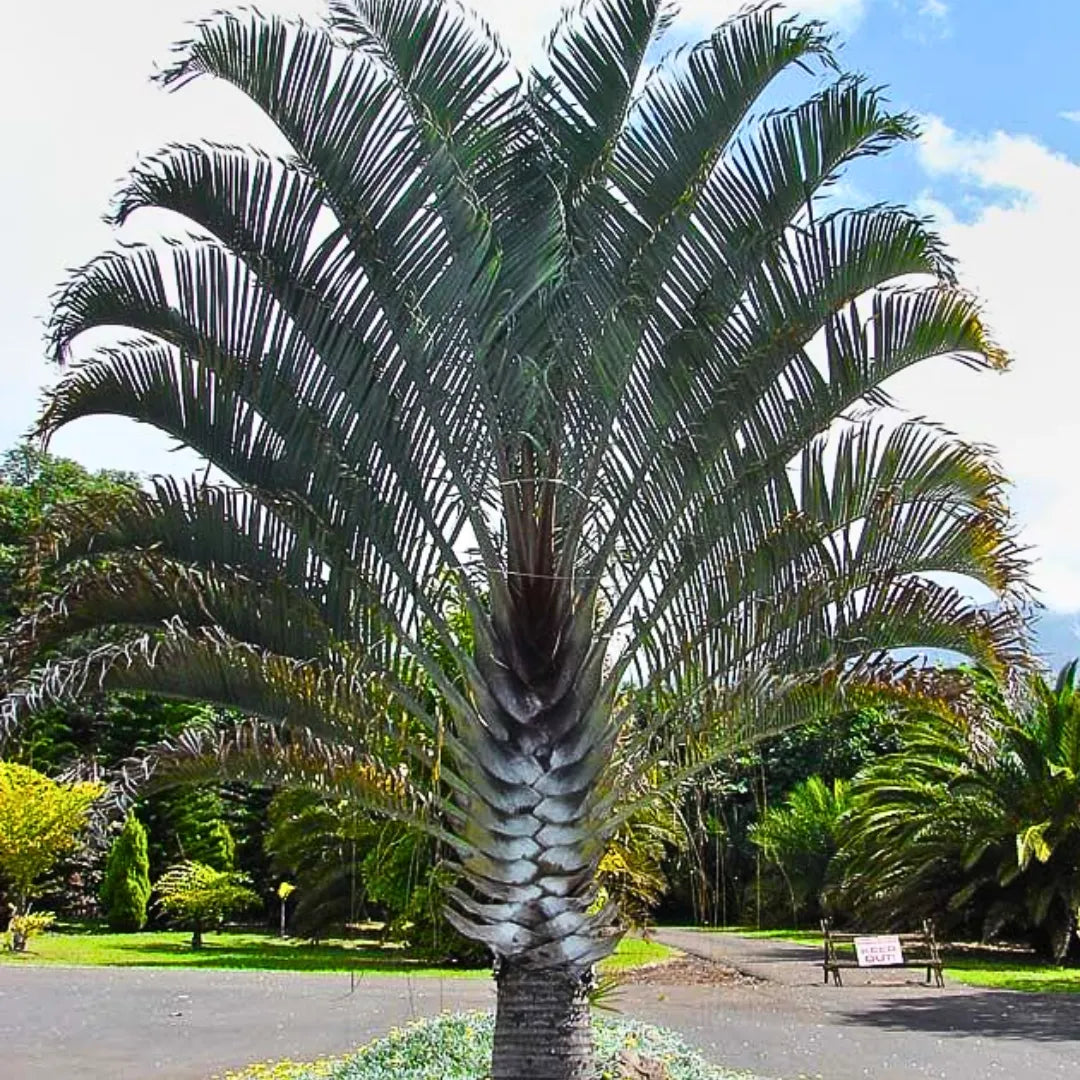 Buy Dypsis Decaryi - Plant Online at LAlitenterprise