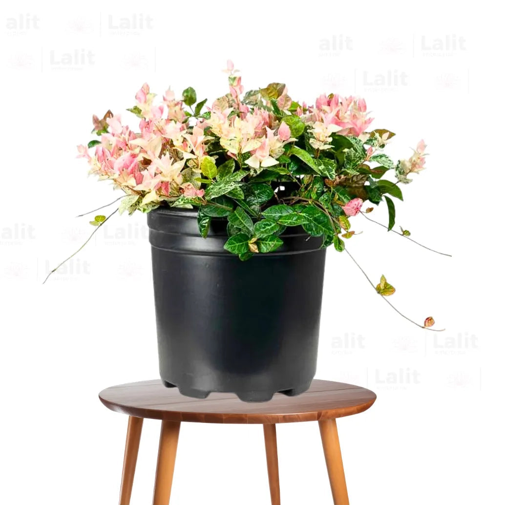 Buy Tricolor Asiatic Jasmine (Ficus Pumila) "Variegated" - Plant Online at Lalitenterprise