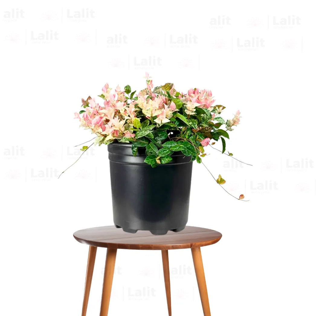 Buy Ficus Pumila "Variegated" - Plant Online at Lalitenterprise