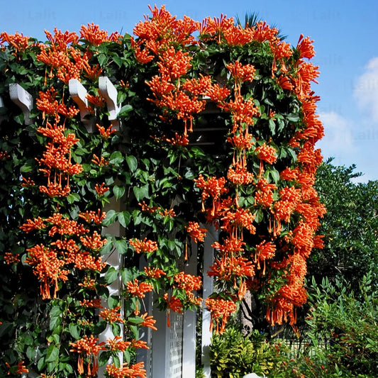 Buy Trumpet Vine (Pyrotegia Venusta) - Plant Online at Lalitenterprise