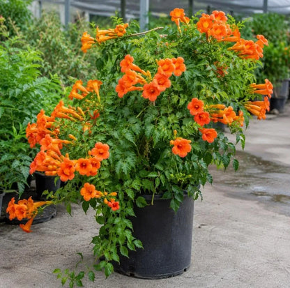 Buy Trumpet Vine (Pyrotegia Venusta) - Plant Online at Lalitenterprise