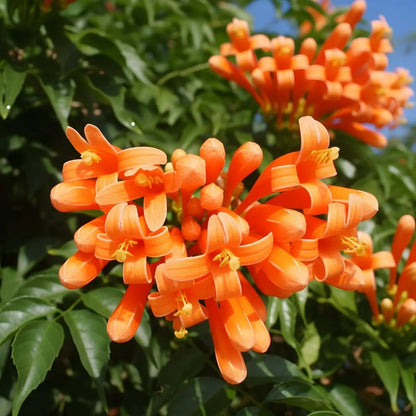 Buy Trumpet Vine (Pyrotegia Venusta) - Plant Online at Lalitenterprise