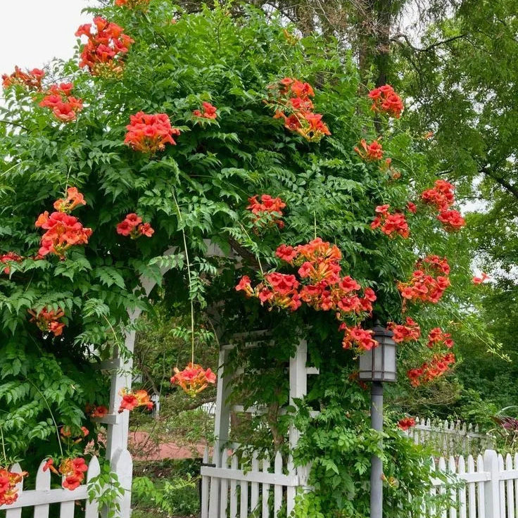 Buy Trumpet Vine (Pyrotegia Venusta) - Plant Online at Lalitenterprise