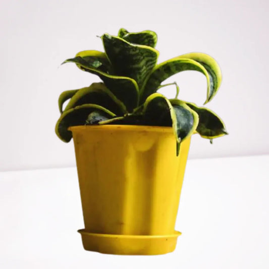 Buy Twisted Snake Plant | 'Tornado' Sansevieria Trifasciata Online at Lalitenterprise