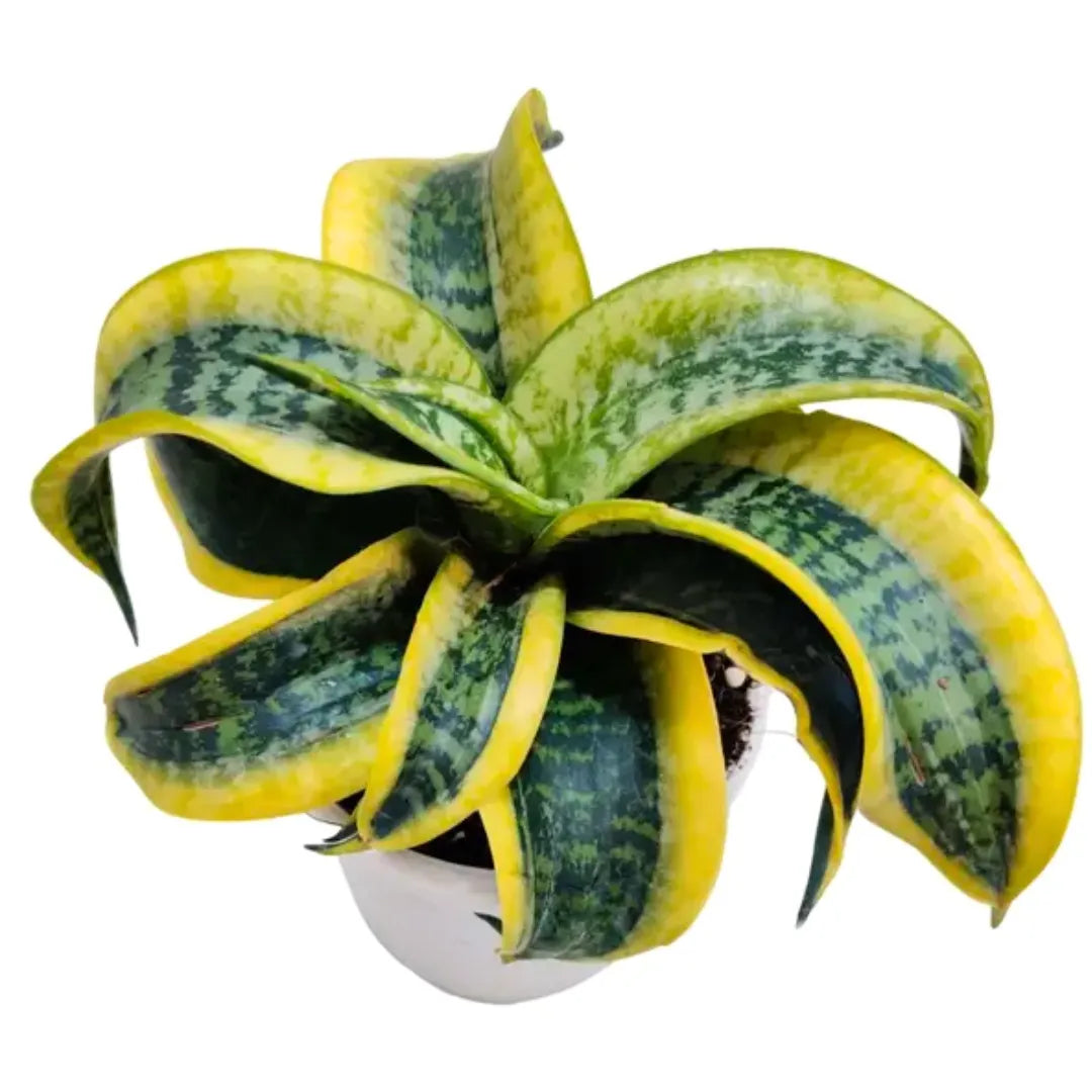 Buy Twisted Snake Plant Online at Lalitenterprise