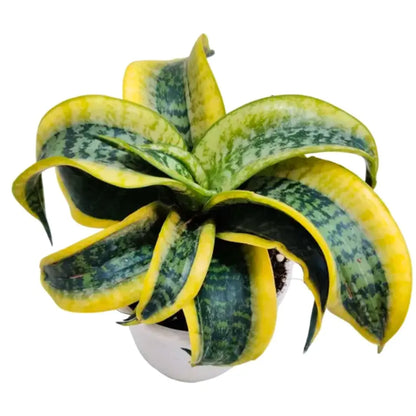 Buy Twisted Snake Plant Online at Lalitenterprise