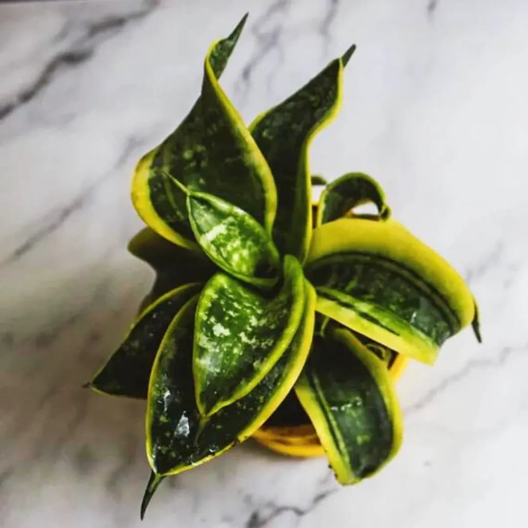 Buy 'Tornado' Sansevieria Trifasciata Online at Lalitenterprise