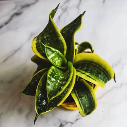 Buy 'Tornado' Sansevieria Trifasciata Online at Lalitenterprise