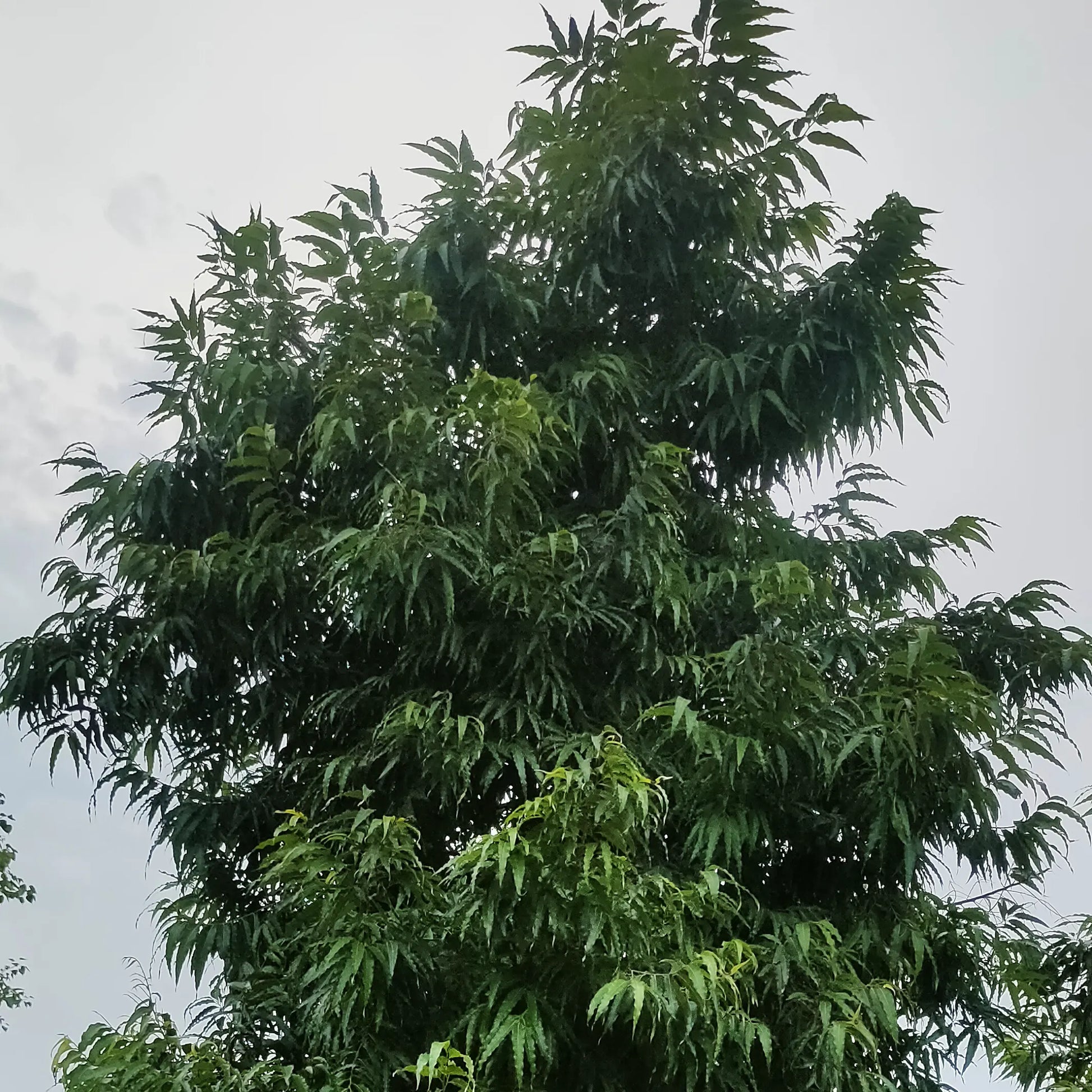 Buy Umbrella Ashoka "Wholesale" - Plant Online at Lalitenterprise