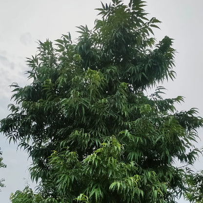 Buy Umbrella Ashoka "Wholesale" - Plant Online at Lalitenterprise