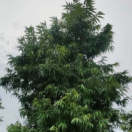 Buy Umbrella Ashoka "Wholesale" - Plant Online at Lalitenterprise