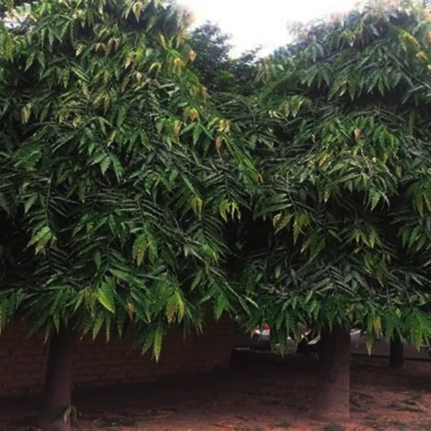 Buy Saraca Asoca "Wholesale" - Plant Online at Lalitenterprise