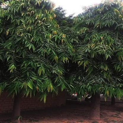 Buy Saraca Asoca "Wholesale" - Plant Online at Lalitenterprise