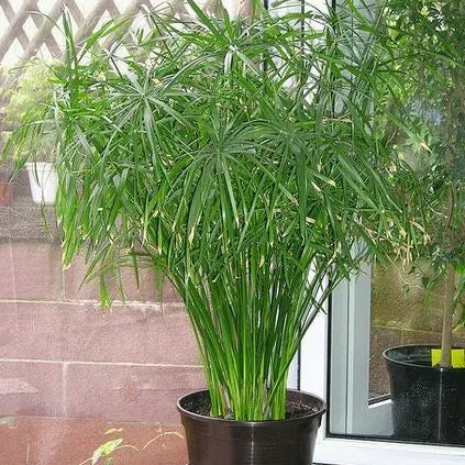 Buy Umbrella Palm (Cyperus Alternifolius) - Plant Online at Lalitenterprise