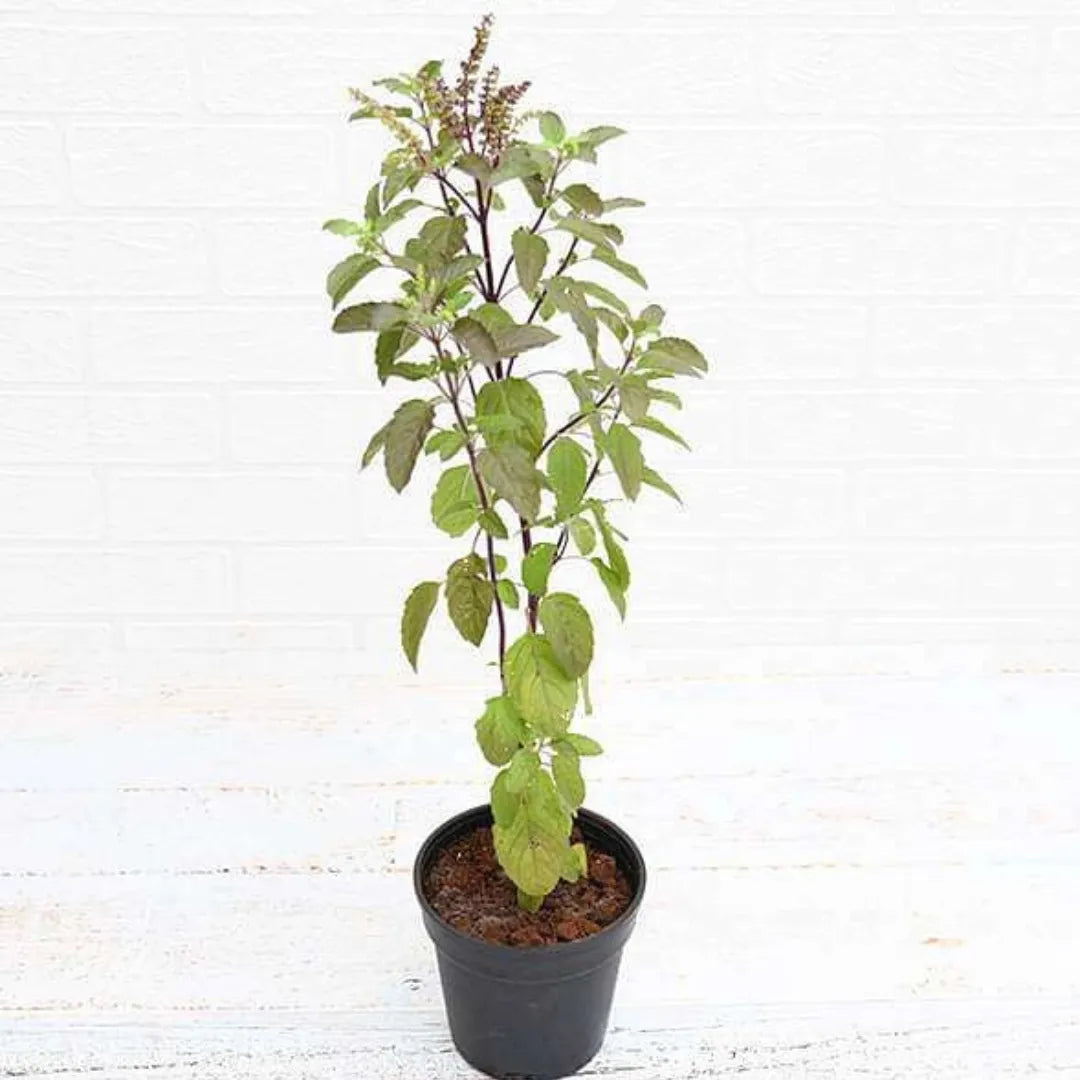 Buy Shyama Tulsi plant Online at Lalitenterprise