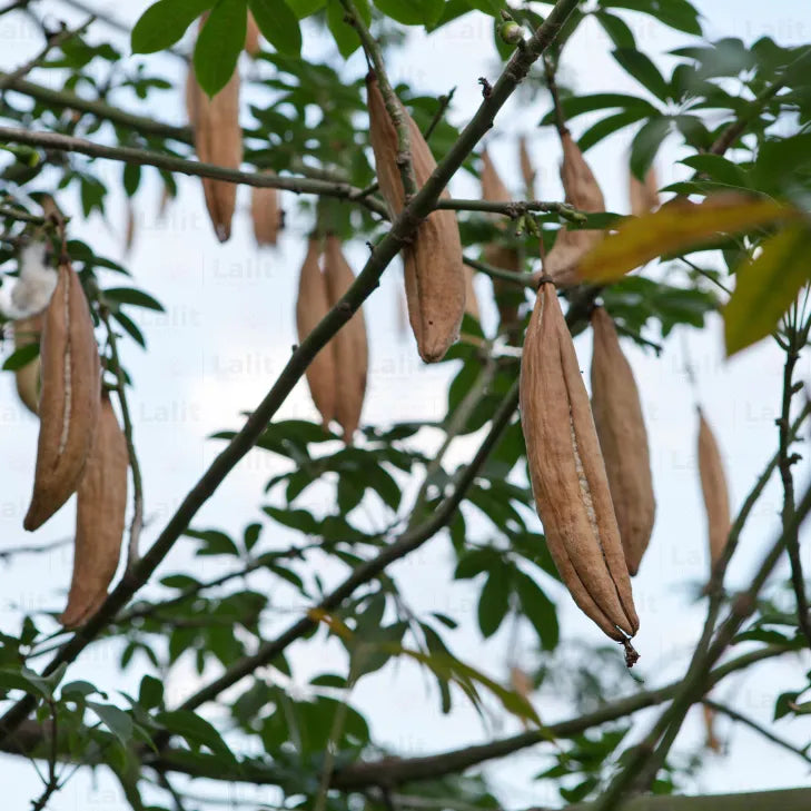 Buy Ceiba Pentandra - Plant Online at Lalitenterprise