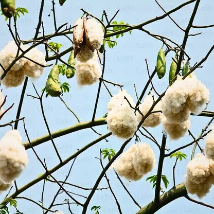 Buy Kapok "Silk Cotton" - Plant Online at Lalitenterprise