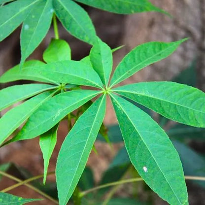 Buy Ceiba Pentandra - Plant Online at Lalitenterprise