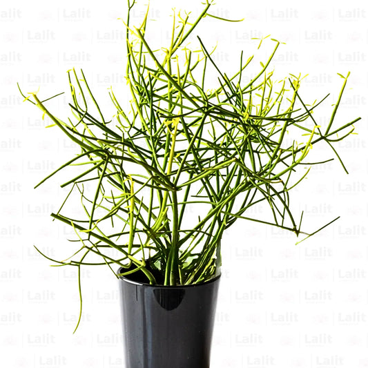 Buy Pencil Cactus (Euphorbia Tirucalli) - Plant Online at Lalitenterprise