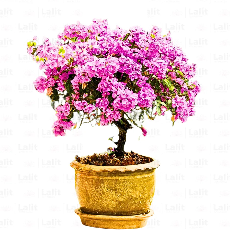 Buy Bougainvillea Round Shape (Lavender) - Plant Online at Lalitenterprise