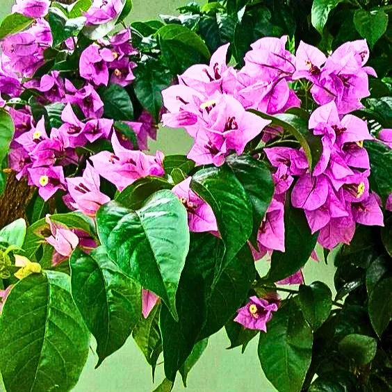 Buy Bougainvillea (Lavender) - Plant Online at Lalitenterprise