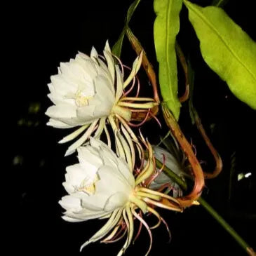 Buy Brahma Kamal (Epiphyllum Oxypetalum) "White" – Plant Online at Lalitenterprise