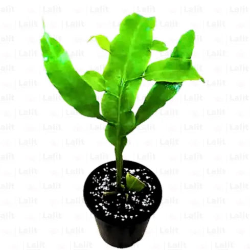 Buy Epiphyllum Oxypetalum "White" – Plant Online at Lalitenterprise