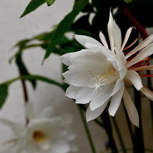 Buy Brahma Kamal "White" – Plant Online at Lalitenterprise