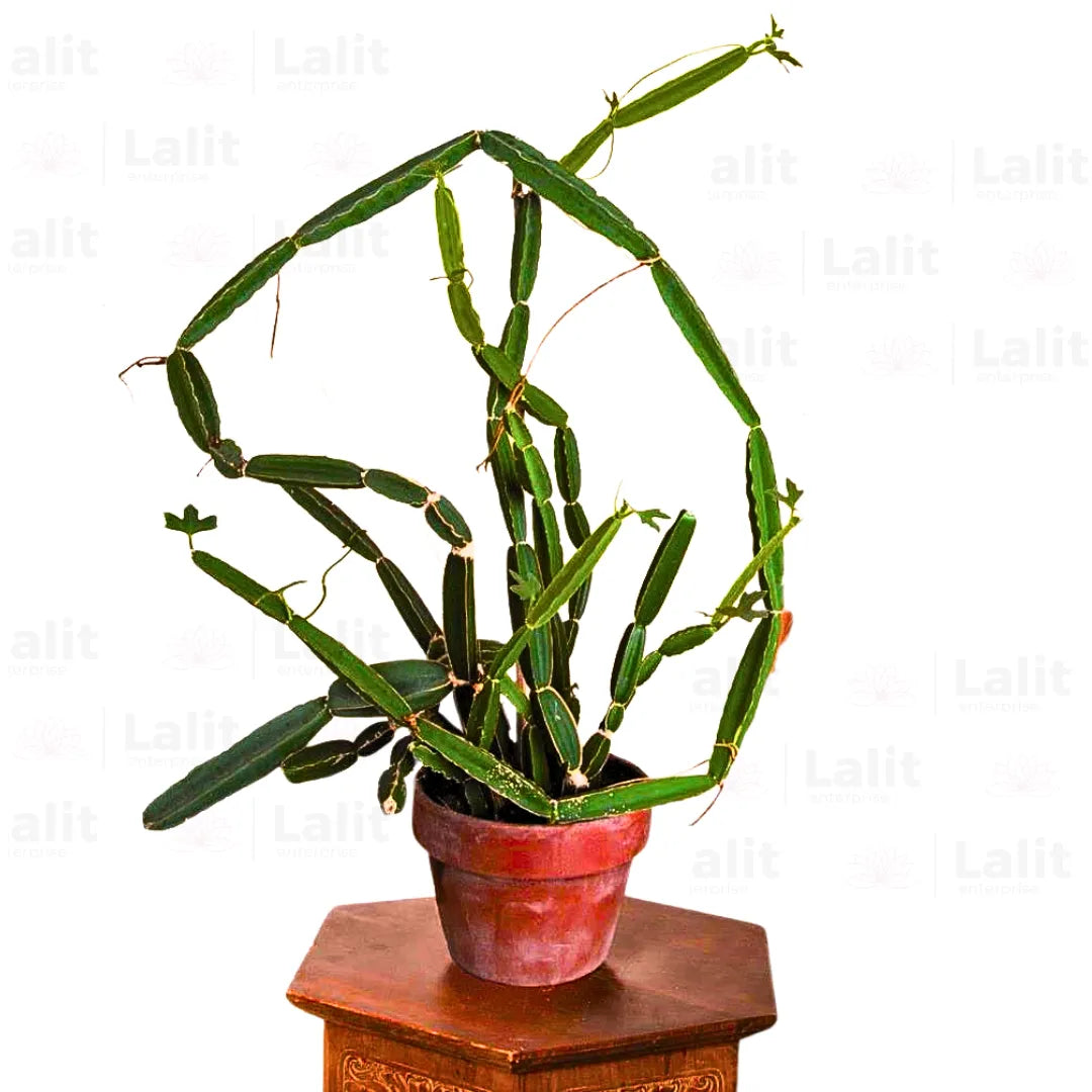 Buy Hadjod (Cissus Quadrangularis) - Plant Online at Lalitenterprise