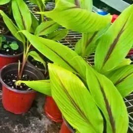 Buy Black Turmeric - Plant Online at Lalitenterprise