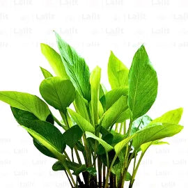 Buy Kali Haldi - Plant Online at Lalitenterprise