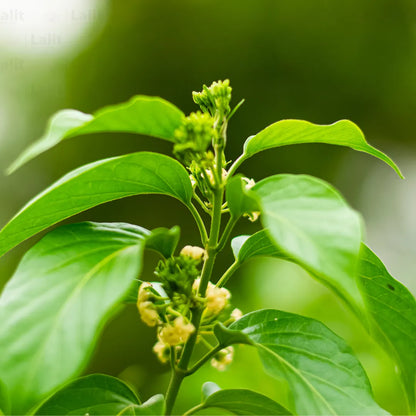 Buy Gymnema Sylvestre - Plant Online at Lalitenterprise