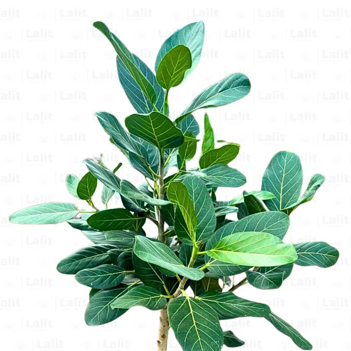 Buy Banyan Tree (Ficus Benghalensis) - Plant Online at Lalitenterprise