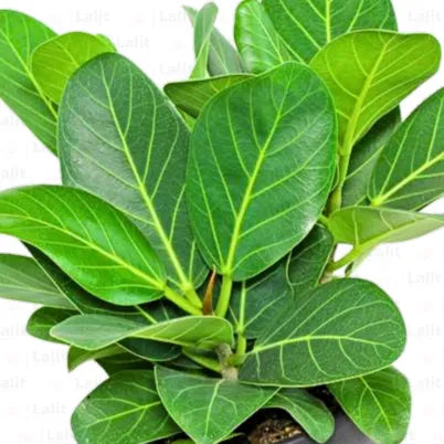 Buy Ficus Audrey  - Plant Online at Lalitenterprise