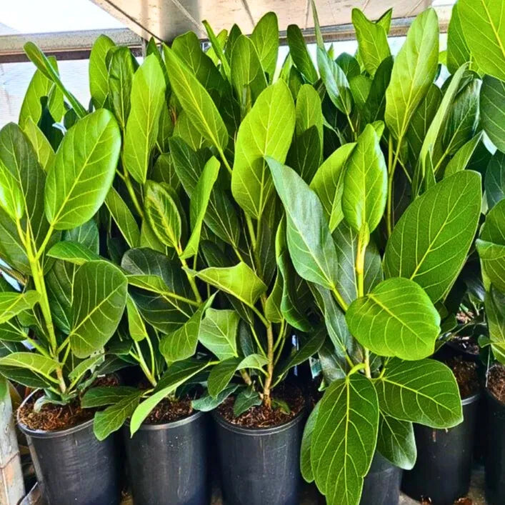 Buy Banyan Tree - Plant Online at Lalitenterprise