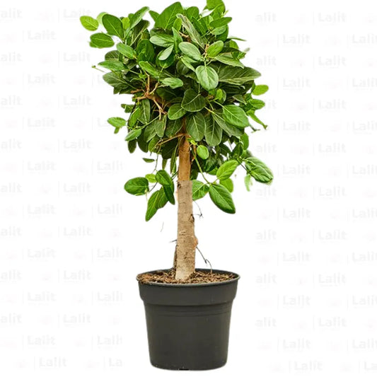 Buy Banyan Tree (Ficus Benghalensis) "Ficus Audrey | Bargad" - Plant Online at Lalitenterprise