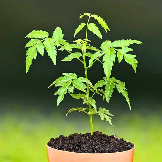 Buy Neem Tree (Azadirachta Indica) - Plant Online at Lalitenterprise