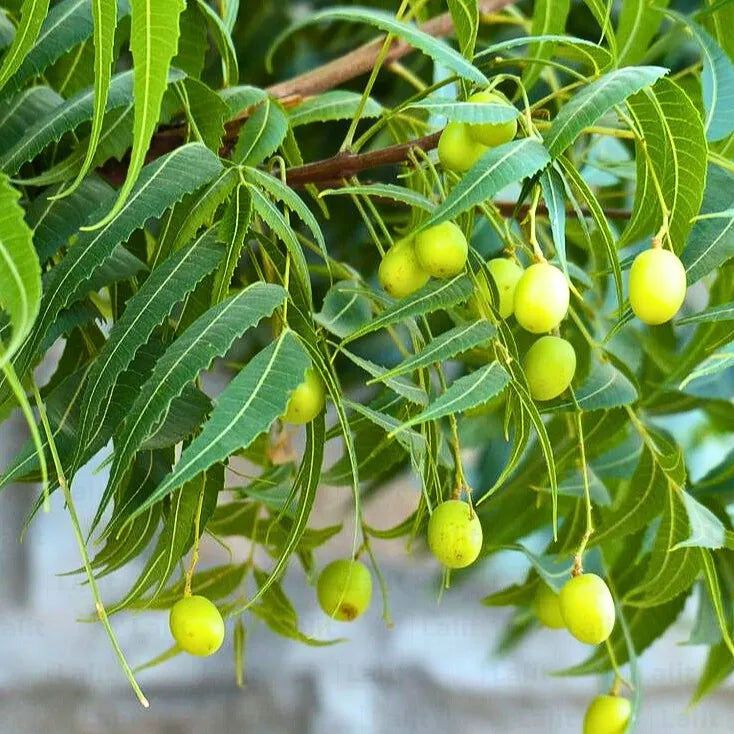 Neem Tree (Azadirachta Indica) - Plant – Lalit Enterprise