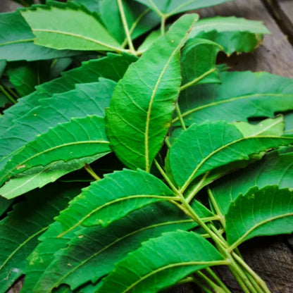 Buy Neem Tree (Azadirachta Indica) - Plant Online at Lalitenterprise