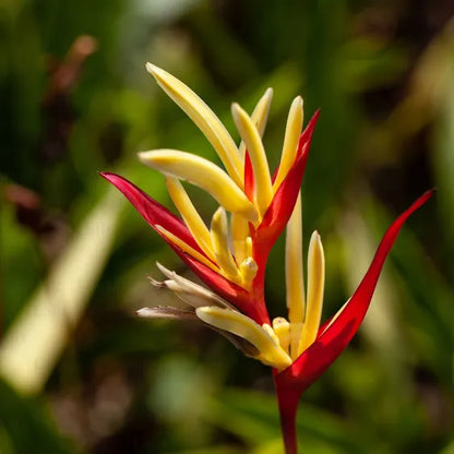 Buy Heliconia Psittacorum - Plant Online at Lalitenterprise