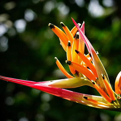 Buy Heliconia Psittacorum - Plant Online at Lalitenterprise