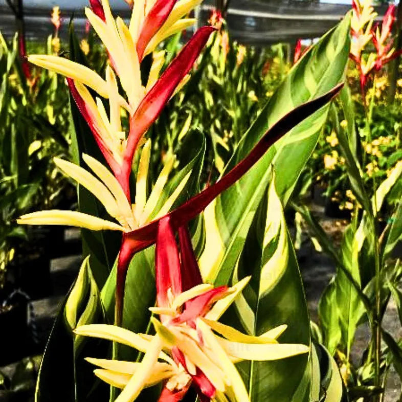 Buy Heliconia Variegated 'Lady Di' (Heliconia Psittacorum) - Plant Online at Lalitenterprise