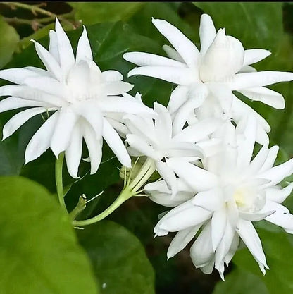 Buy Jasminum Sambac 'Madan Mogra' - Plant Online at Lalitenterprise