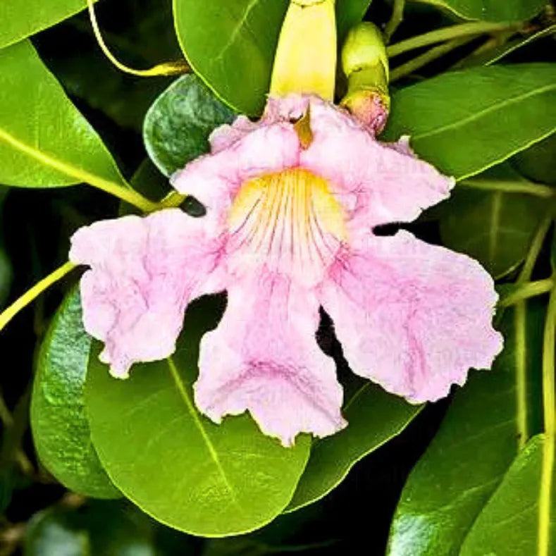 Buy Bignonia Megapotamica (Tabebuia Pallida) - Plant Online at Lalitenterprise