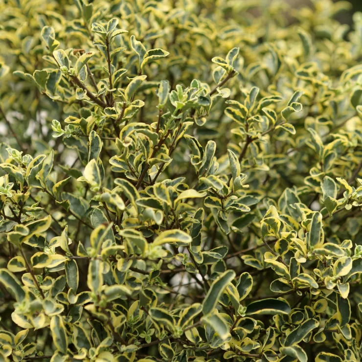 Buy Ligustrum Sinense 'Variegatum' - Plant Online at Lalitenterprise