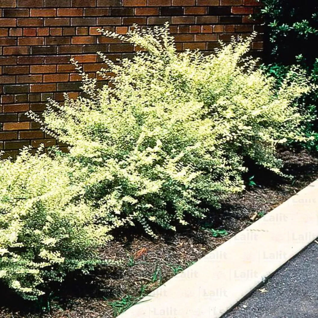 Buy Variegated Chinese Privet (Ligustrum Sinense 'Variegatum')  - Plant Online at Lalitenterprise